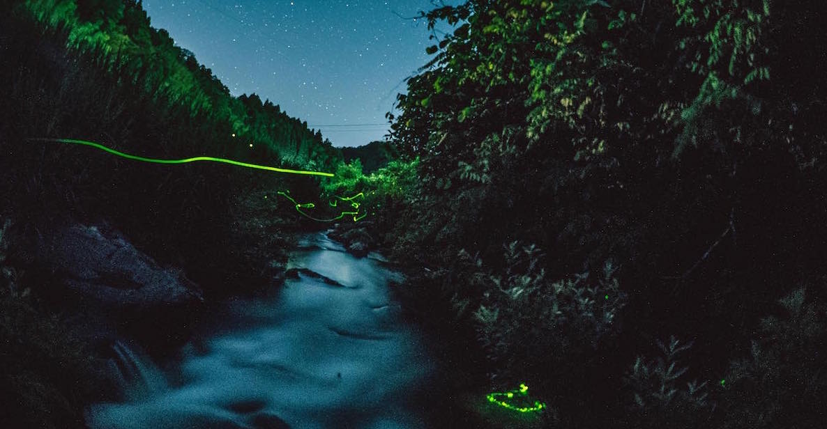ホタルページ ホタルの乱舞を見るならここ！ 初夏の宵、福島県内有数のホタル鑑賞