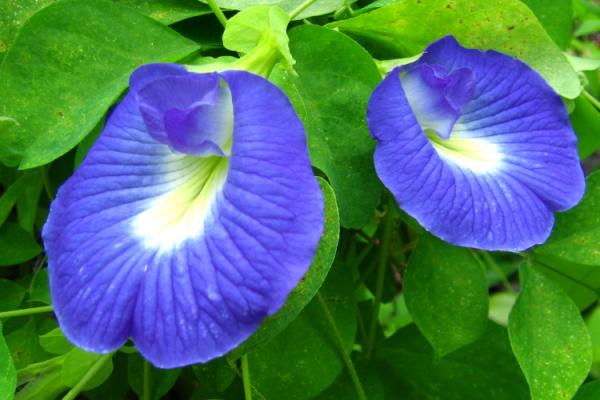 雨色ゼリーティー|ローソンで爽やかな夏を感じてみたら健康にいいことも知ってしまった