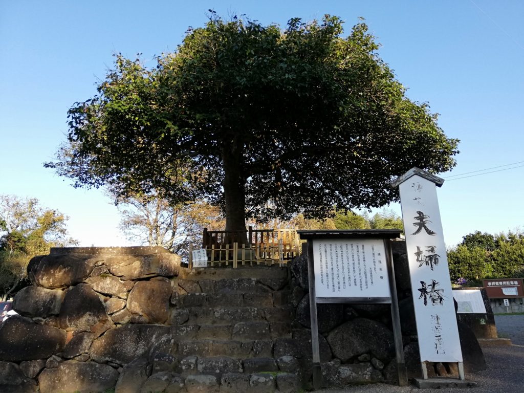 夫婦椿　八重垣神社