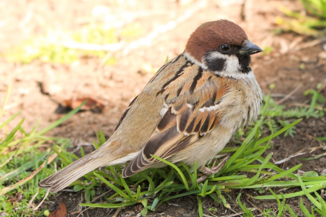 2020年3月20日は春分|昼夜の長さが逆転し、本格的な春がやってくる