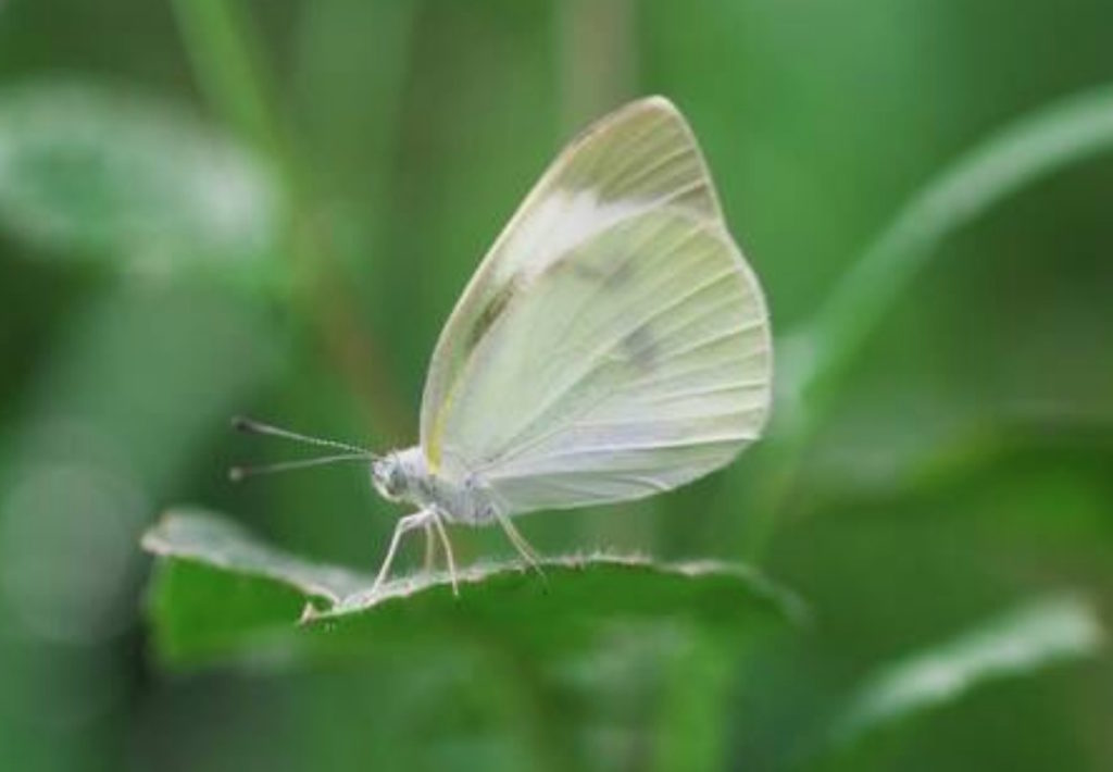 2020年3月5日は啓蟄｜冬眠中の虫たちがうごめき始める