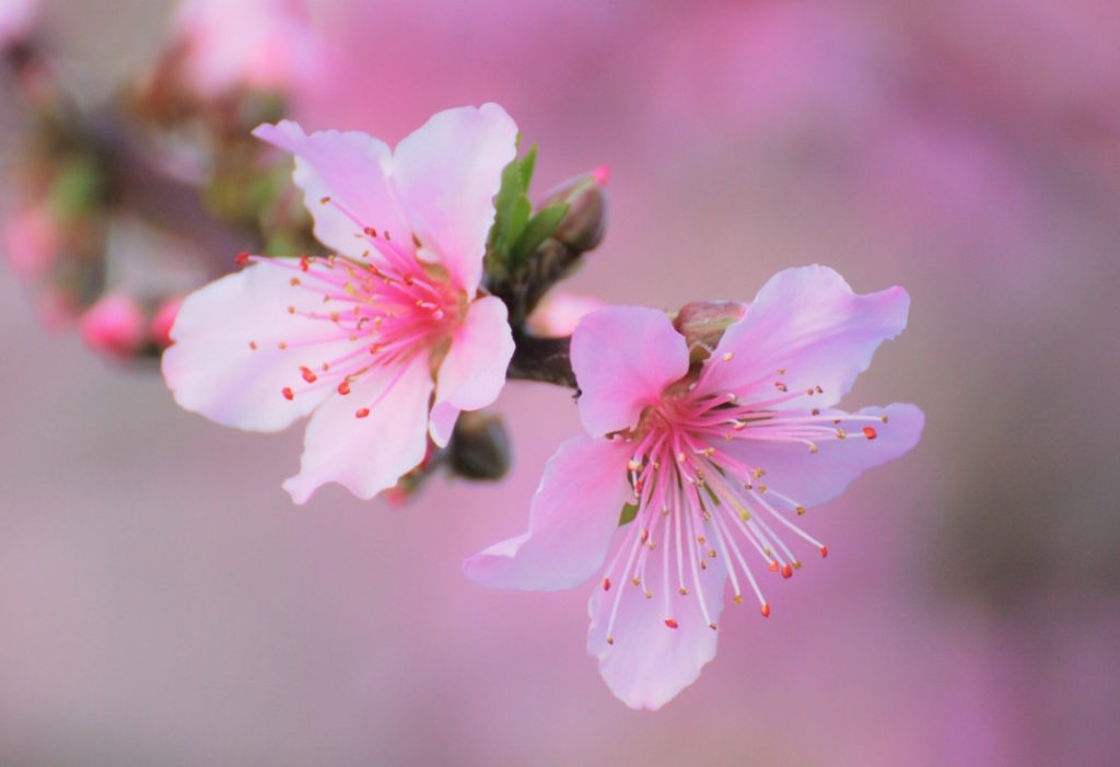 2020年3月5日は啓蟄｜冬眠中の虫たちがうごめき始める
