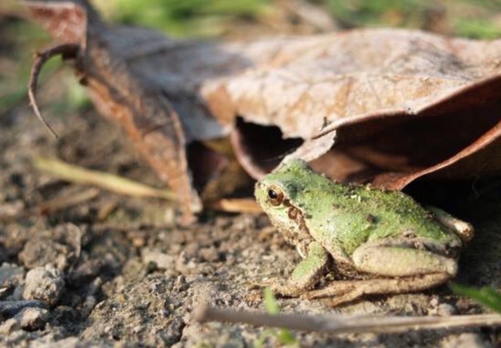 2020年3月5日は啓蟄｜冬眠中の虫たちがうごめき始める