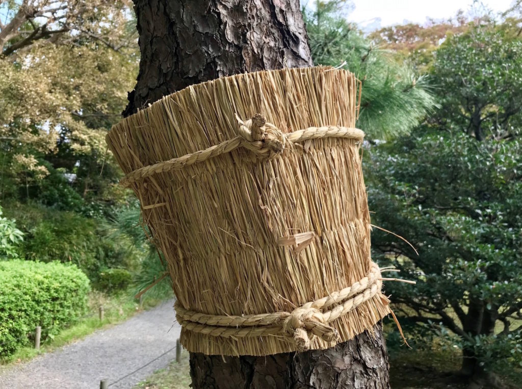 2020年3月5日は啓蟄｜冬眠中の虫たちがうごめき始める