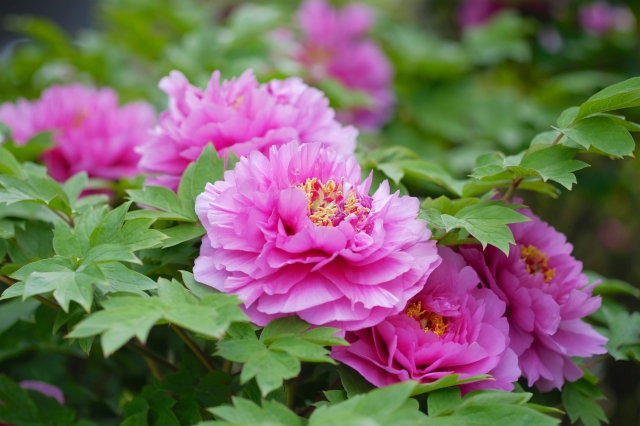 2020年4月19日は穀雨｜雨が土を潤し、田畑も草花も夏の準備を始める