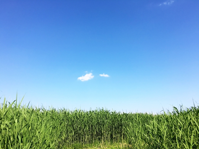 2020年4月19日は穀雨｜雨が土を潤し、田畑も草花も夏の準備を始める
