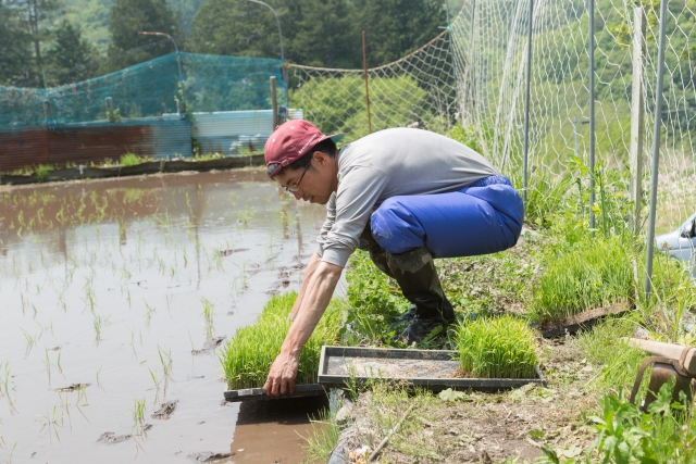 2020年4月19日は穀雨｜雨が土を潤し、田畑も草花も夏の準備を始める
