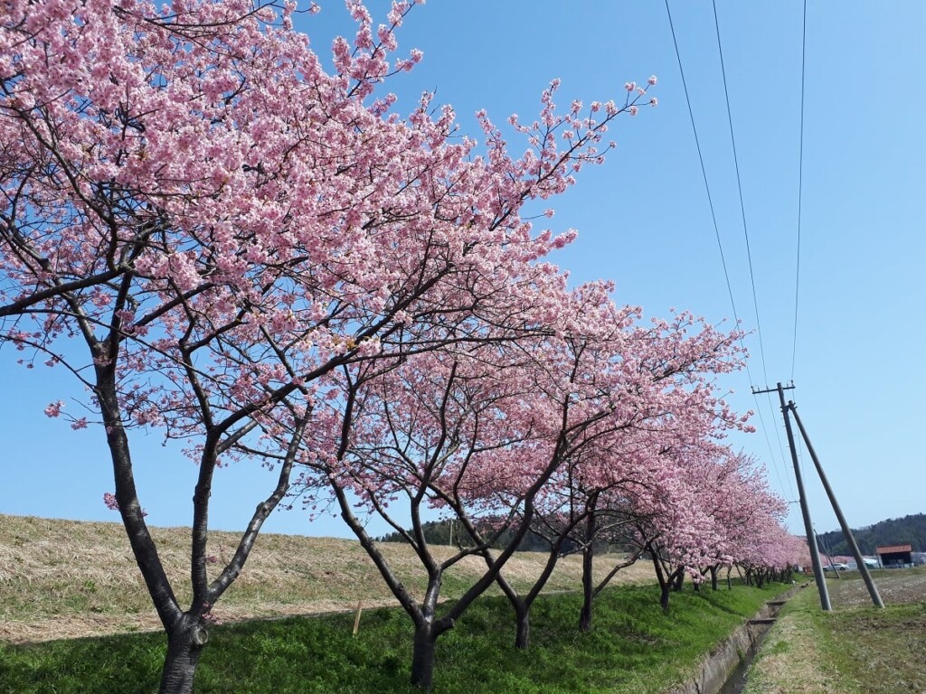 春殖地区赤川河津桜
