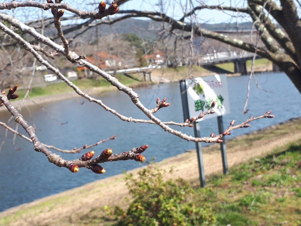 三刀屋川河川敷　御衣黄