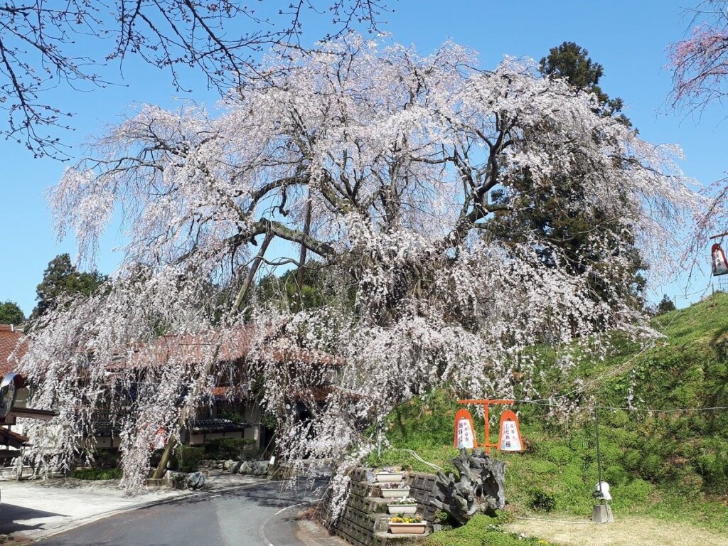 段部のしだれ桜（加茂町）